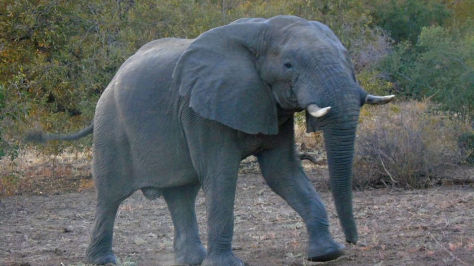 Article : &Agrave; la découverte du Parc National de Zakouma