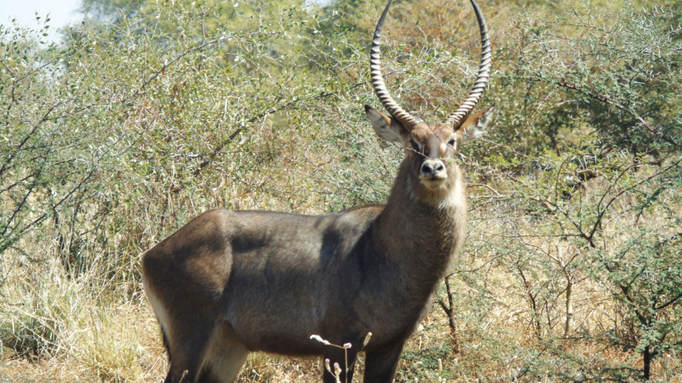 Une espèce d'antilopes. Crédits photos: Yacoub