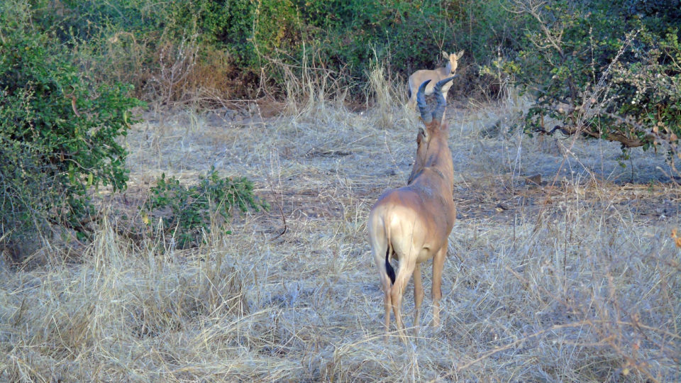 De plus près, une antilope Bubale. Crédits photo: Yacoub