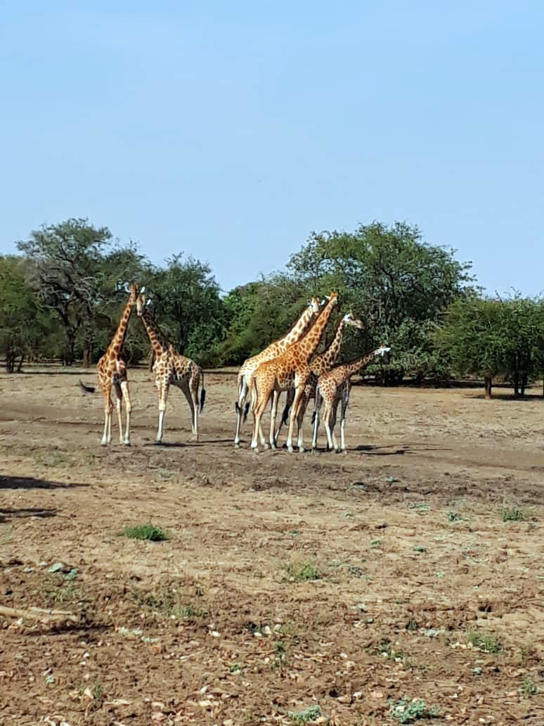 Un troupeau des girafes de Kordofan. Crédits photo: Ahmat